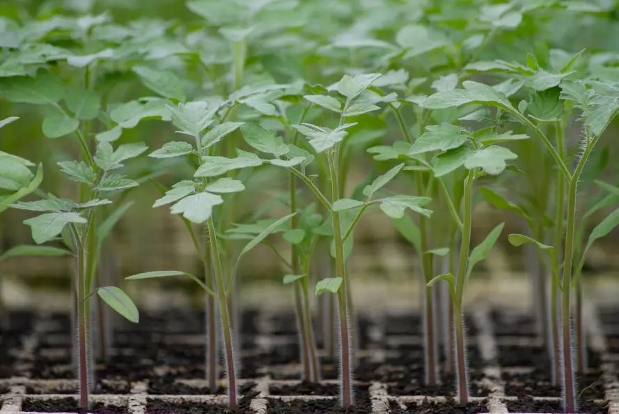 tomato seedling problems