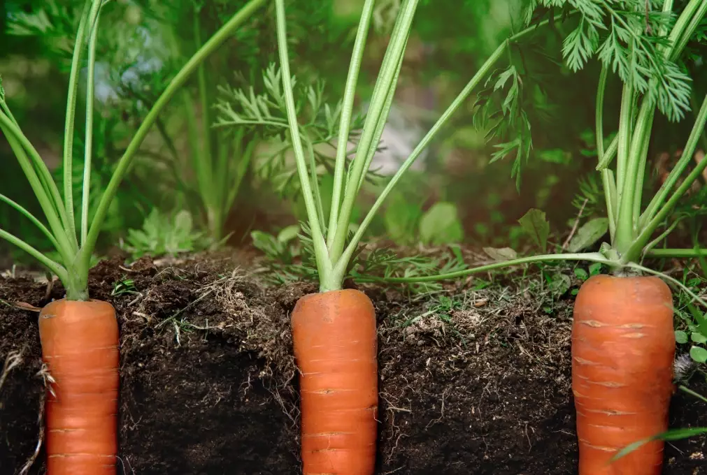 carrot growth stages