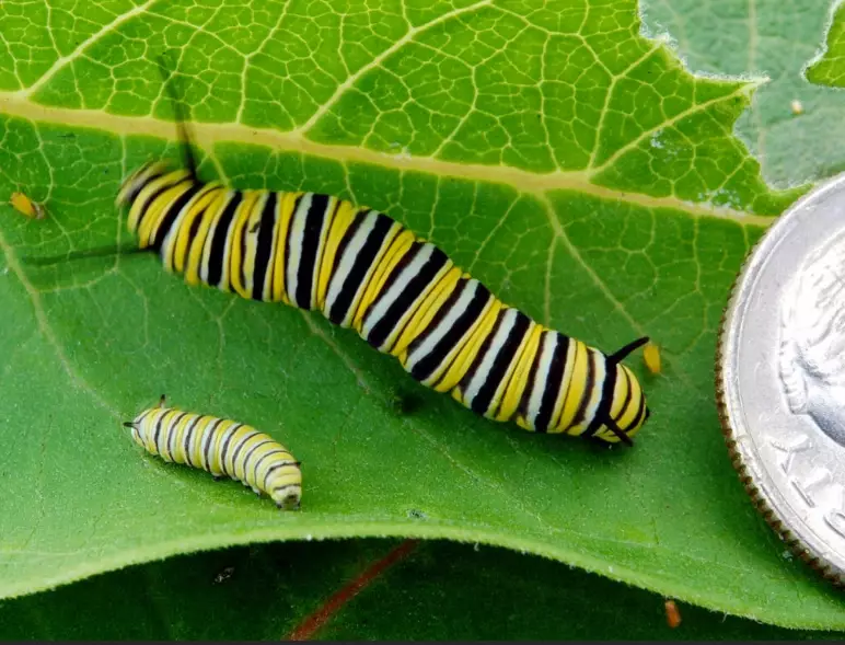 monarch caterpillar food