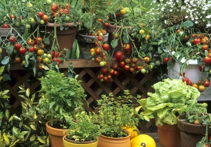 balcony gardening balcony gardening