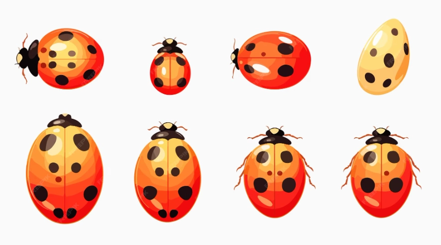 how to attract ladybugs