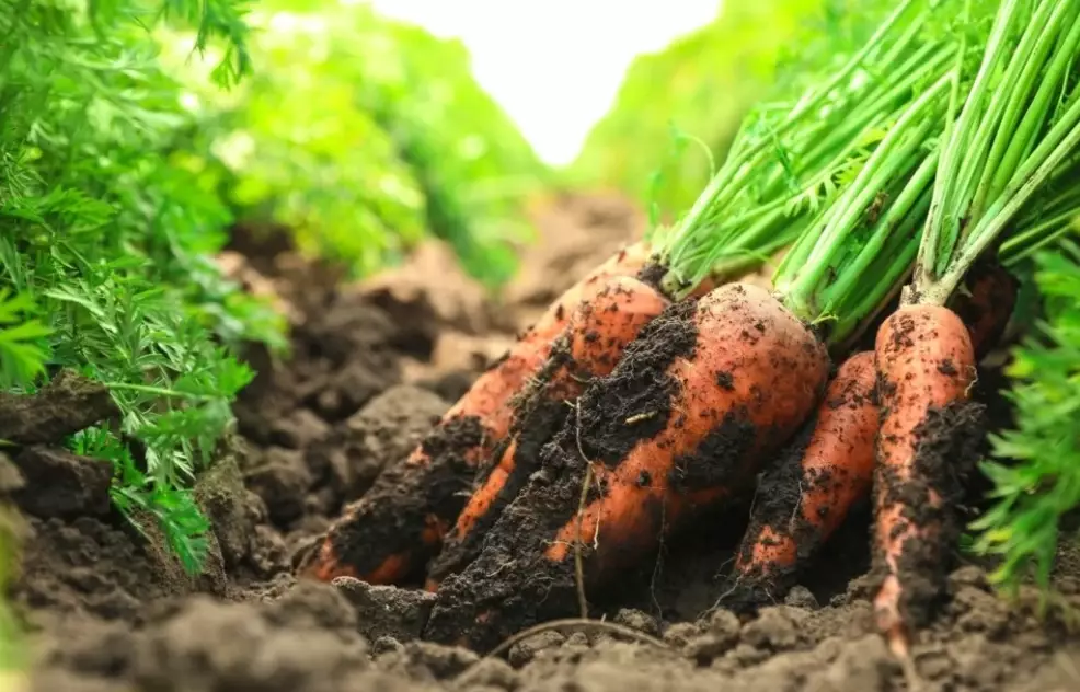 carrot growth stages