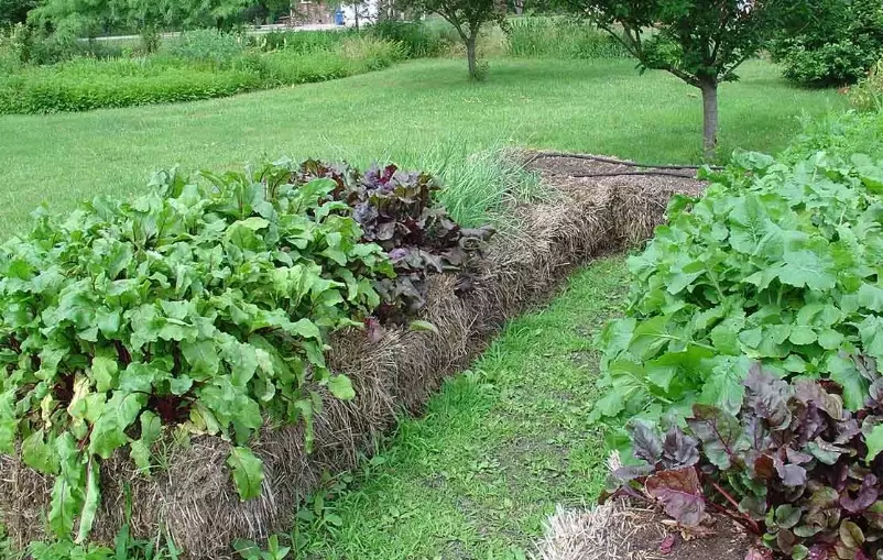 low maintenance landscaping