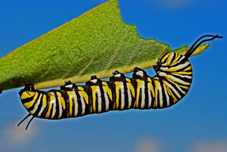 monarch caterpillar care monarch caterpillar care