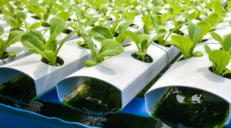 indoor hydroponic system indoor hydroponic system