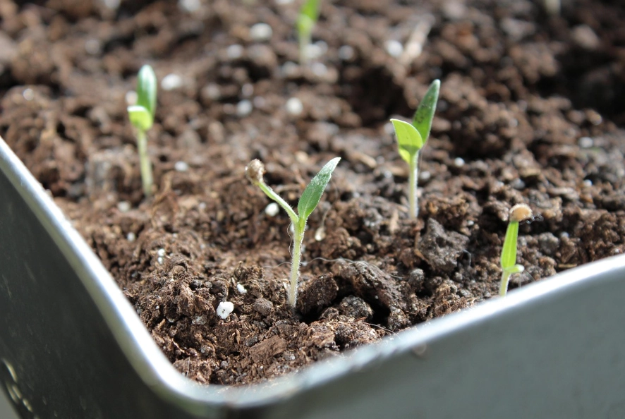 tomato seedlings care
