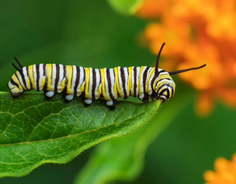 monarch caterpillar care monarch caterpillar care