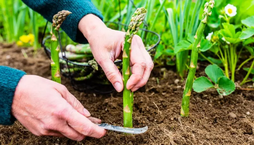 how to sow asparagus seeds