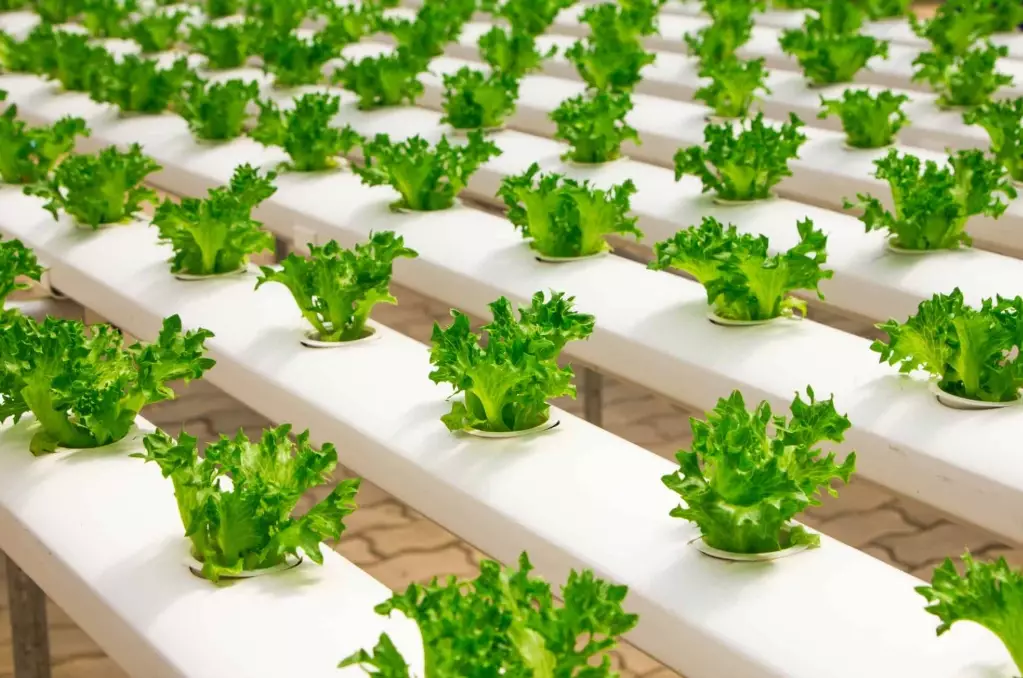 hydroponic garden setup hydroponic garden setup