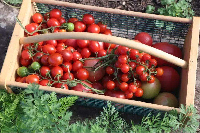 best time to pick tomatoes best time to pick tomatoes