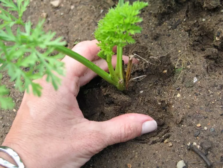 when to plant carrots