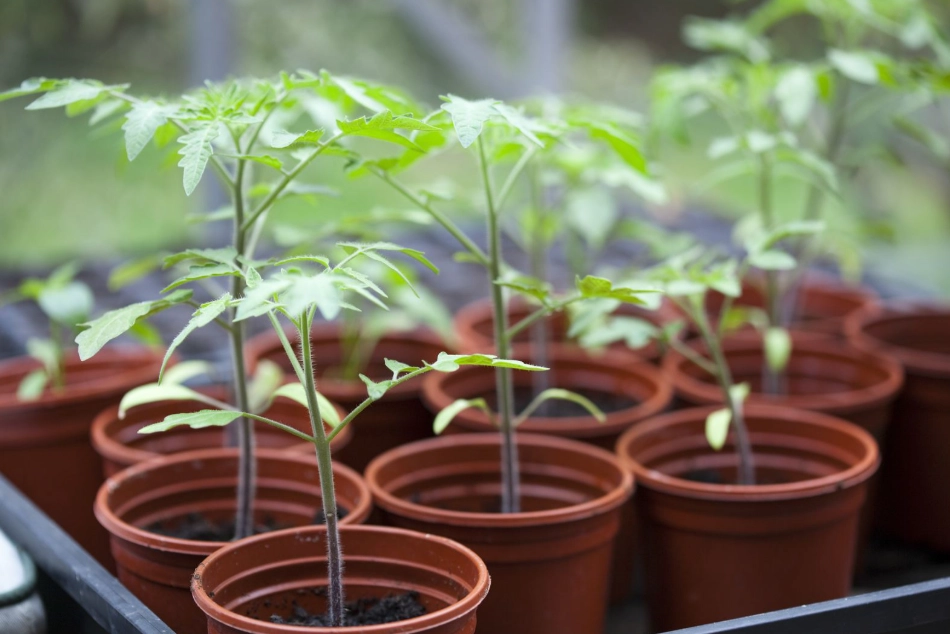 tomato seedlings care