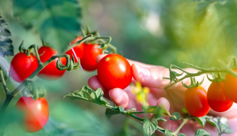 best time to pick tomatoes