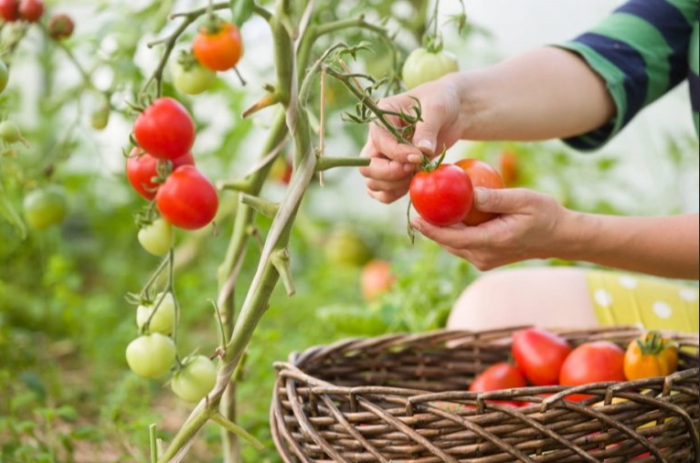 tomato harvest time tomato harvest time