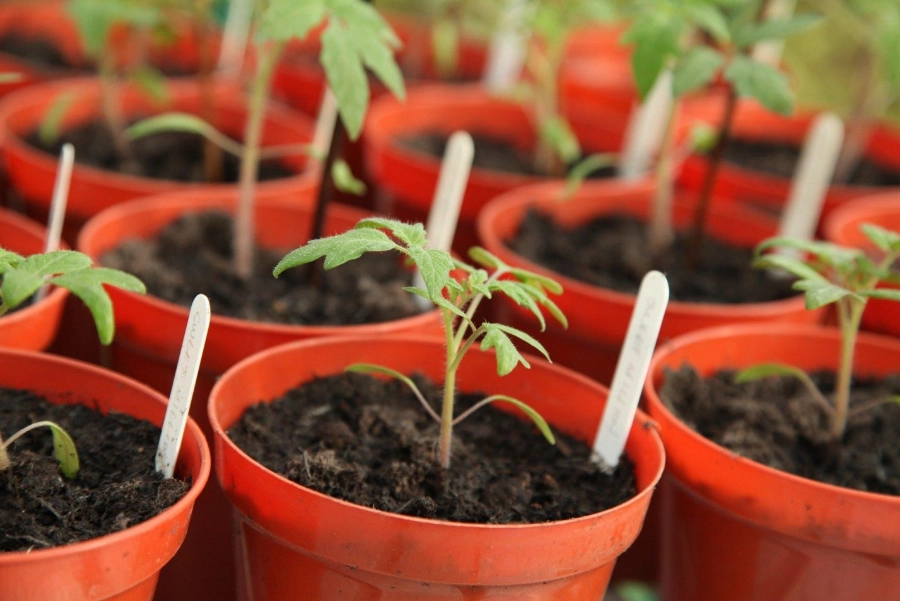 tomato seedling problems