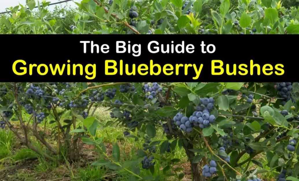 planting blueberry bushes