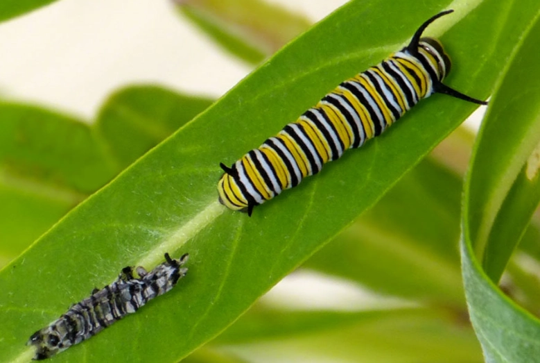 raising monarch caterpillars raising monarch caterpillars