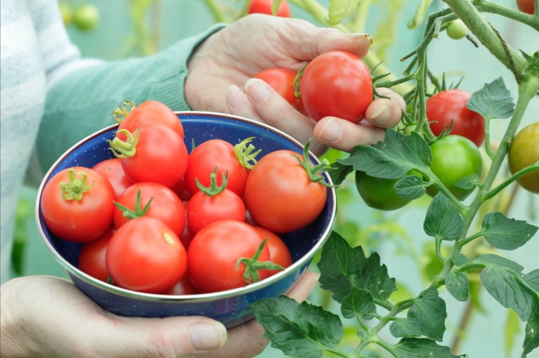 how to tell when tomatoes are ripe how to tell when tomatoes are ripe