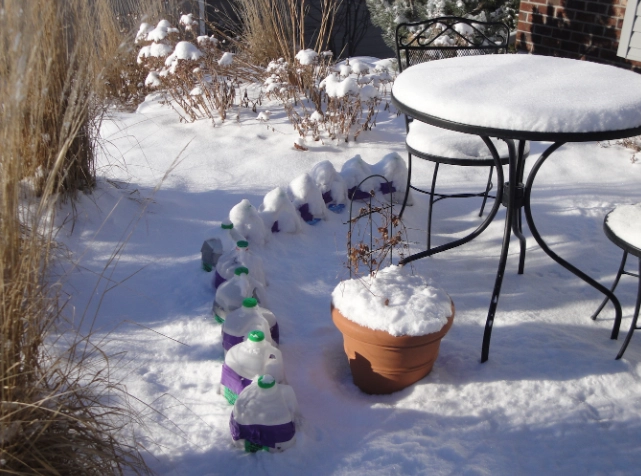 how to winter sow seeds