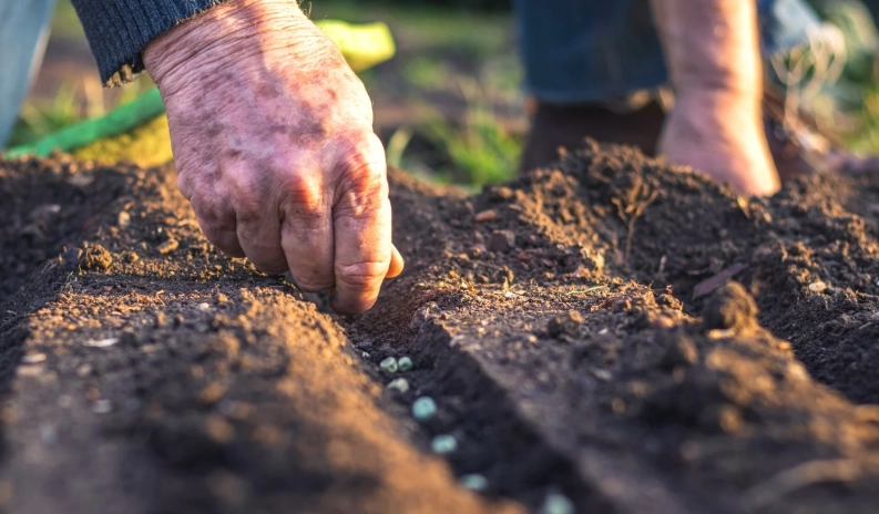 winter sowing method
