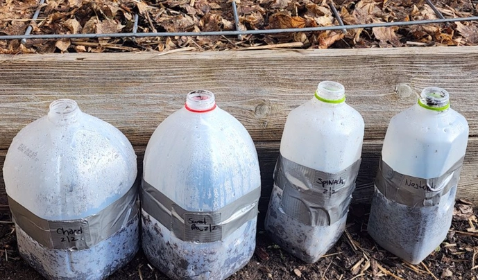 best seeds for winter sowing