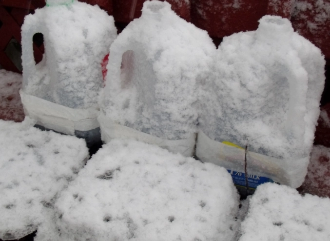 best seeds for winter sowing