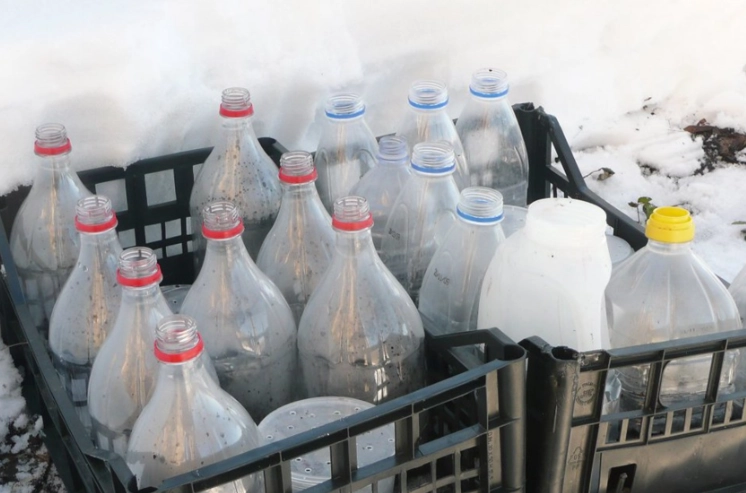 how to winter sow seeds