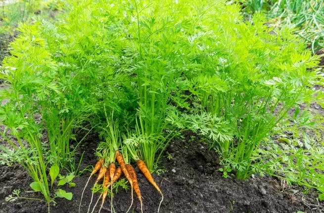 carrot planting time