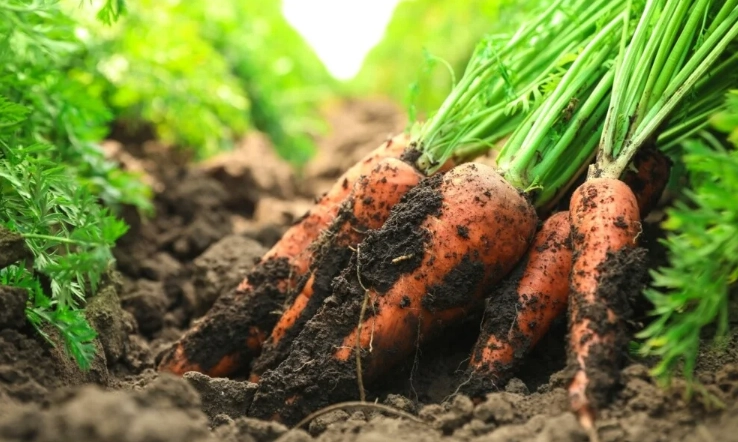 how to plant carrots