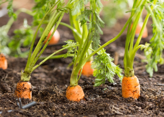 carrot planting time