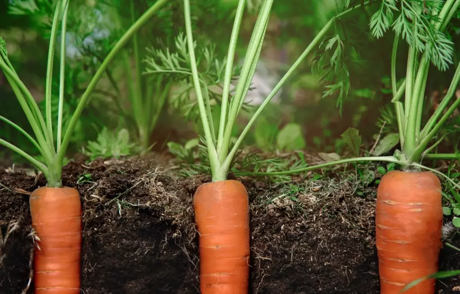 growing carrots from seed growing carrots from seed