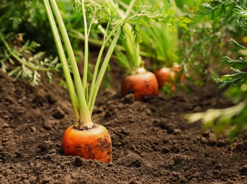 carrot planting guide carrot planting guide