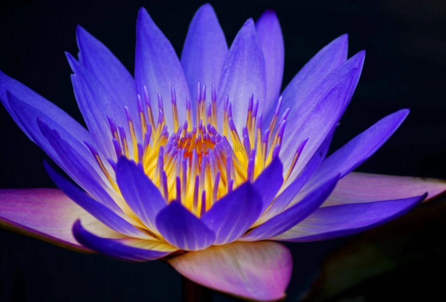 cool climate flowers