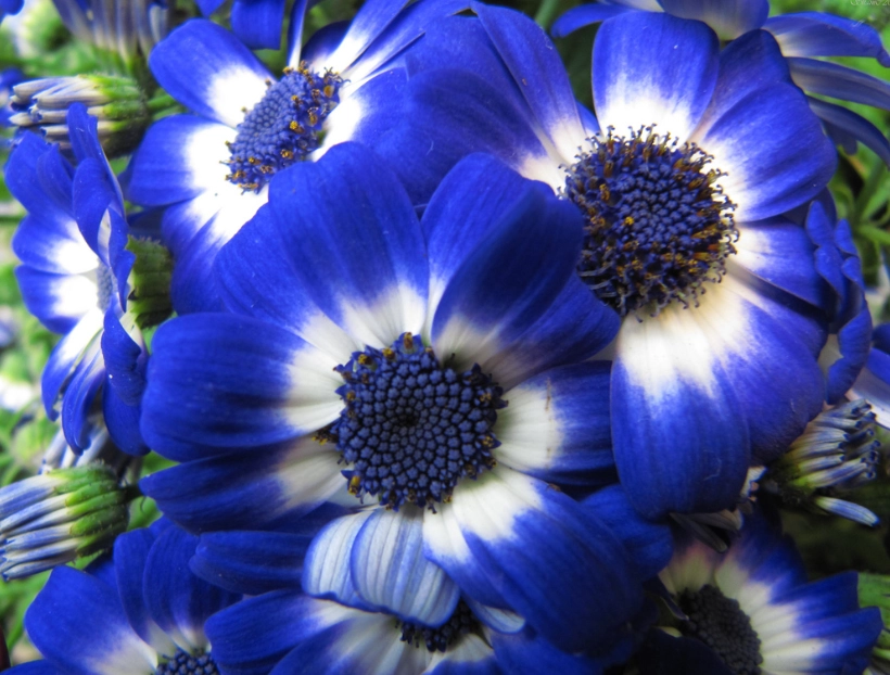 summer flowers for shade