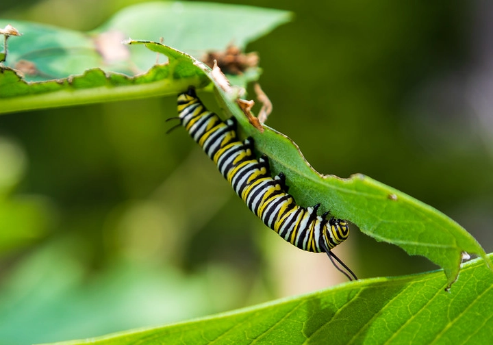 milkweed for monarchs milkweed for monarchs