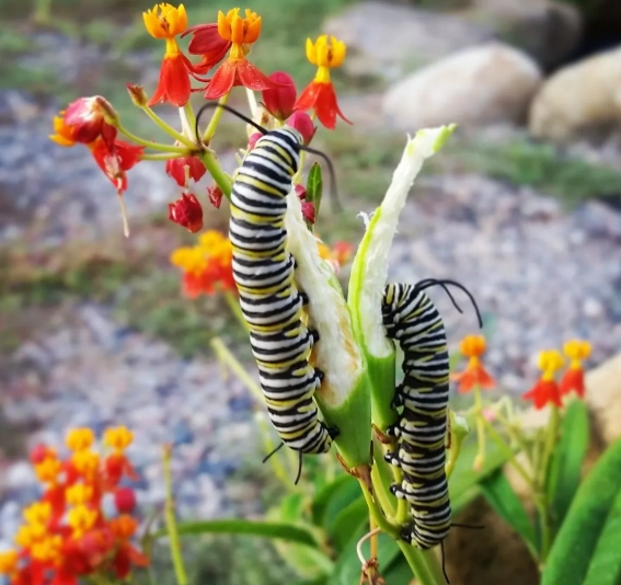 monarch caterpillar food monarch caterpillar food