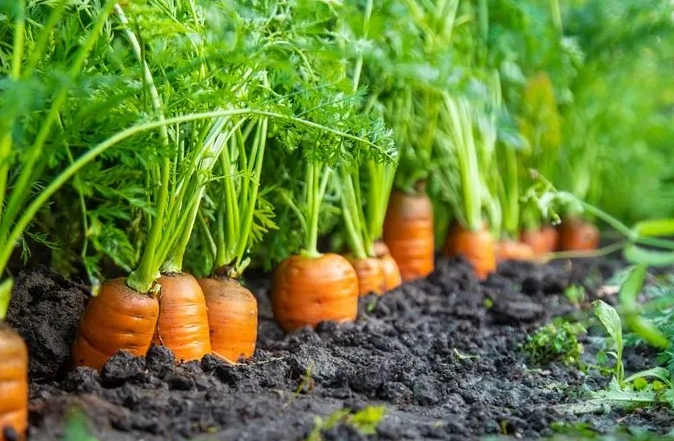 planting carrots by month