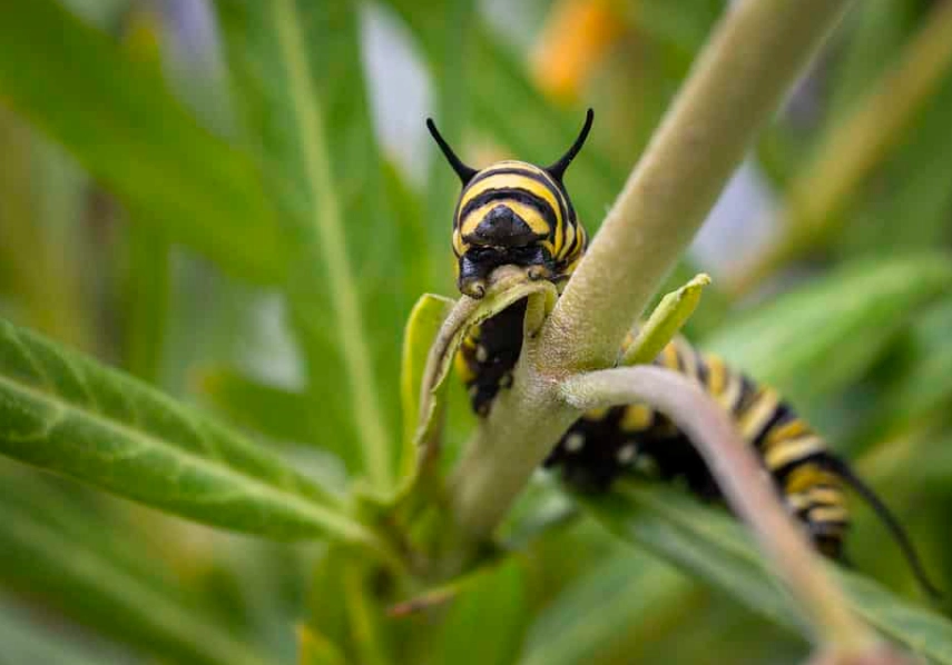 milkweed for monarchs milkweed for monarchs