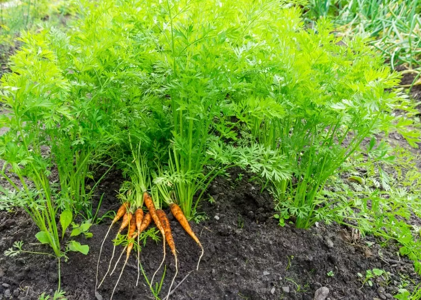 planting carrots by month