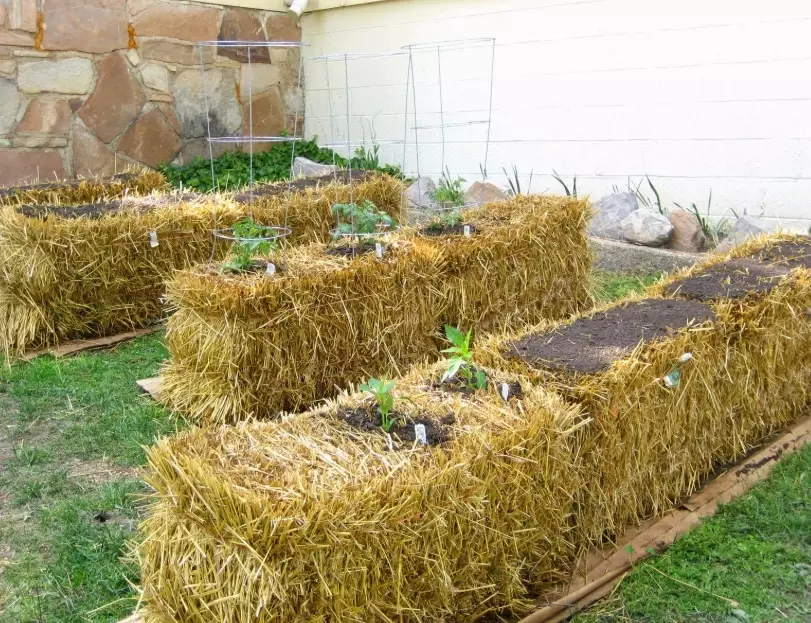 straw bale gardening