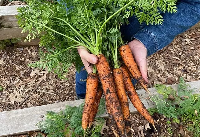 best time to plant carrots