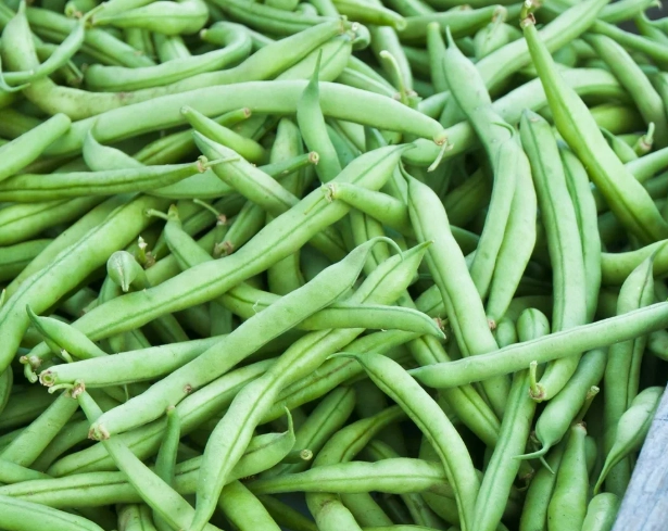 how to grow green beans from seed