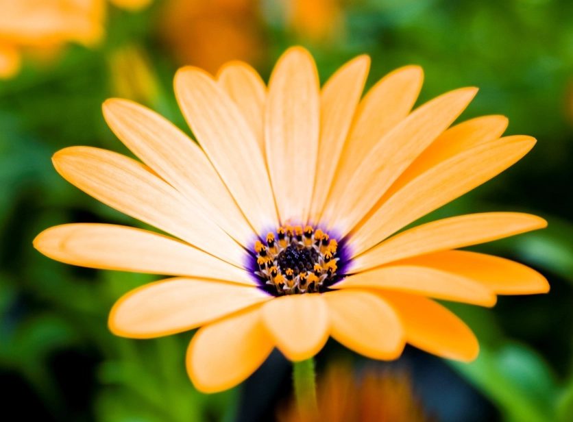 heat tolerant flowers