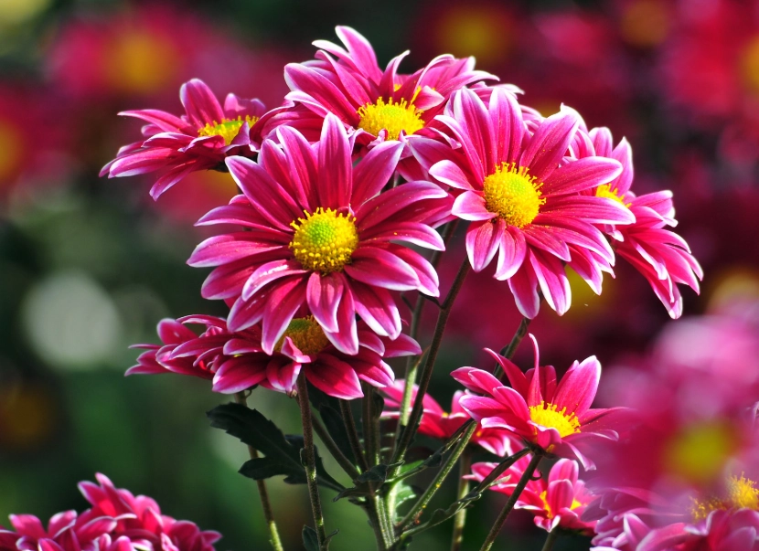 heat tolerant flowers