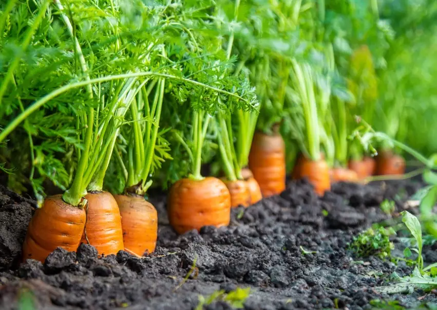 how to grow carrots how to grow carrots