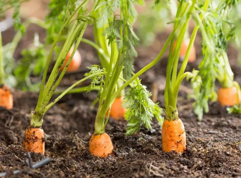 growing carrots from seed growing carrots from seed