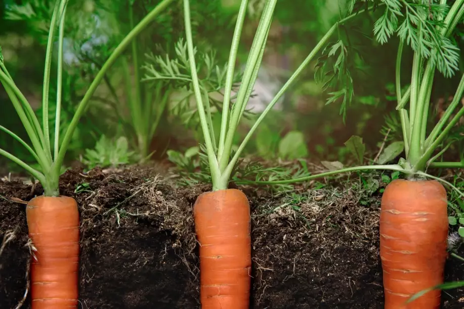 carrot growing season