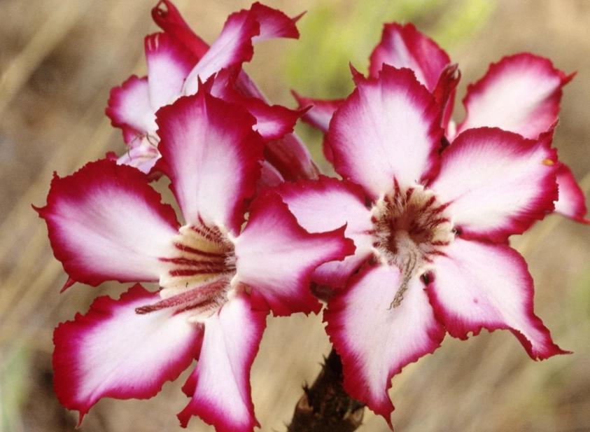 cool climate flowers