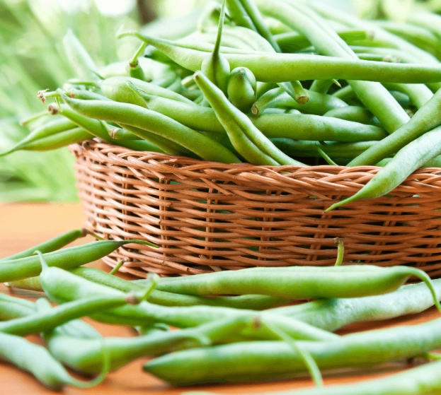 how to grow green beans from seed