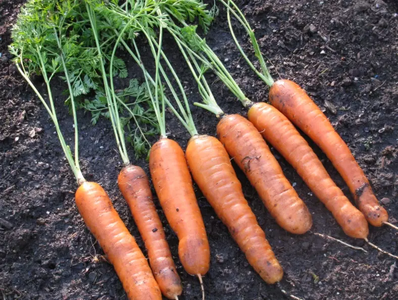carrot planting guide carrot planting guide